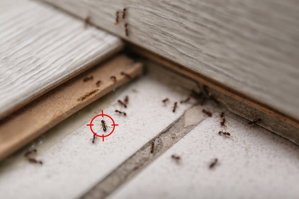 Best Affordable Pest Control Services  in Moody Af, GA