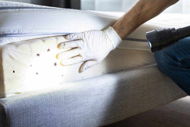 Best Ant Control Services  in Moody Af, GA